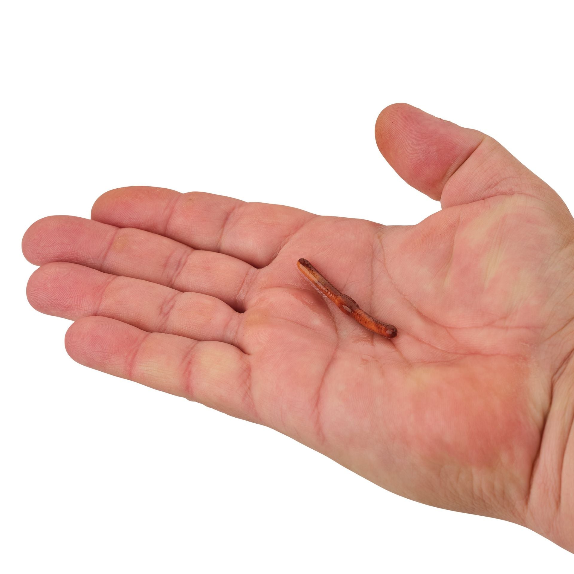 Gulp! Alive!® Fat Floating Trout Worm