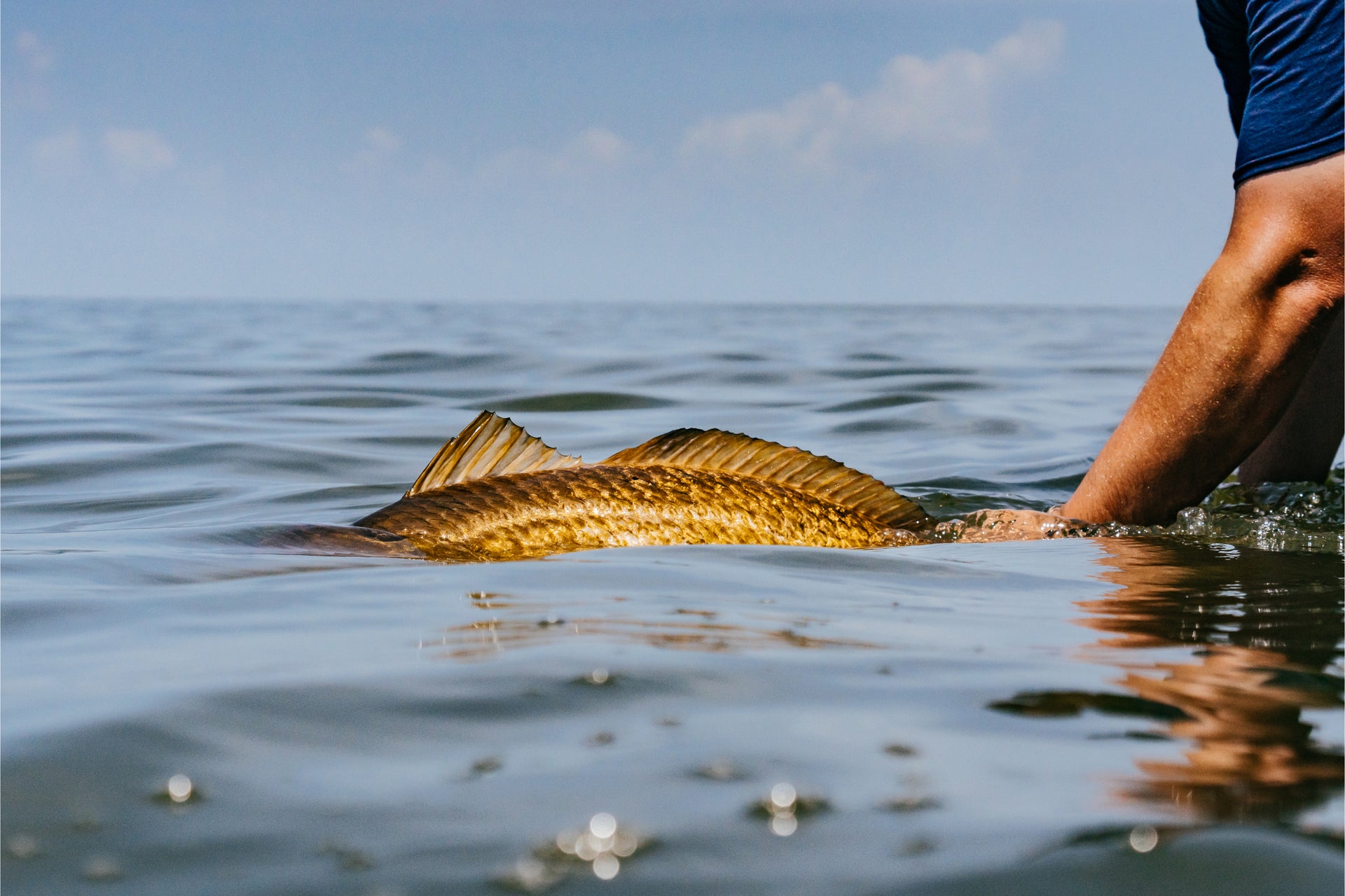 Fish lying on the water's surface with a person's hand nearby