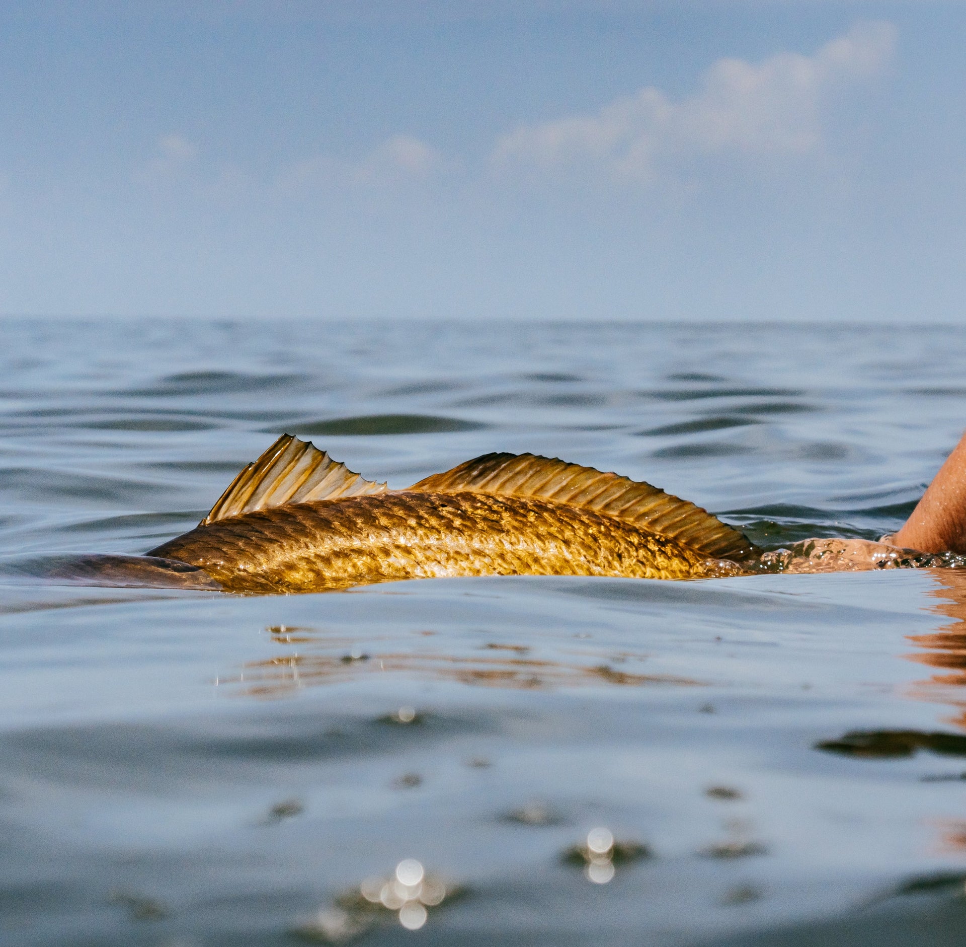 PureFishing_Conservation_Redfish_Image