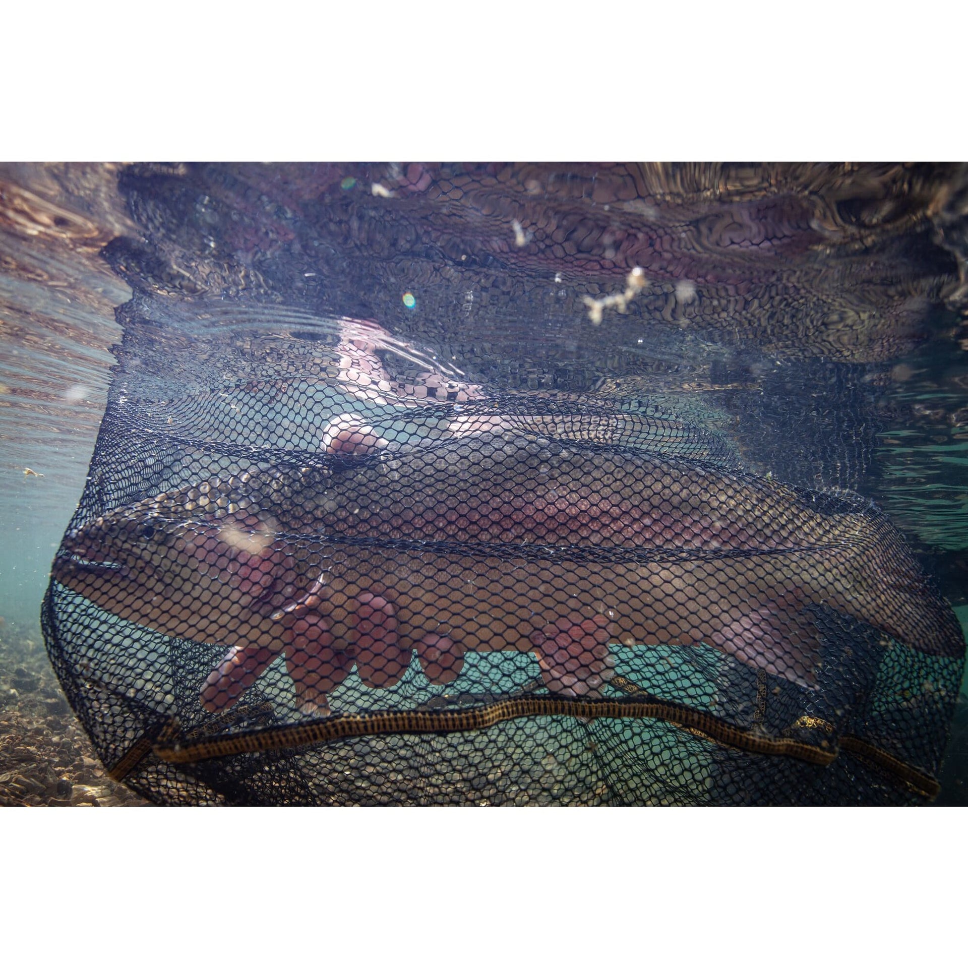 Frabill Square Floating Trout Net