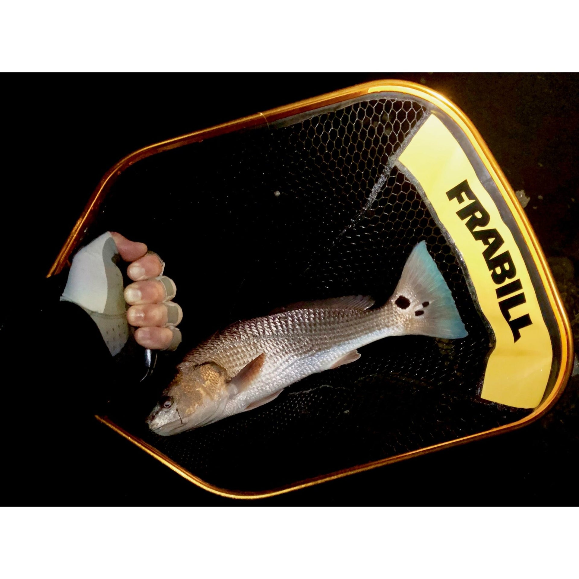 Frabill Bearclaw Night Trophy Haul™ Net
